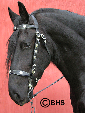 portuguese castecus bridle