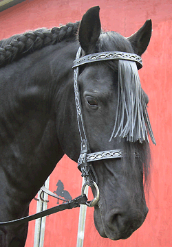 Spanish fringe bridle